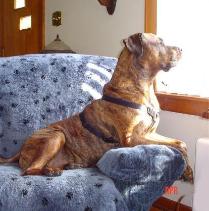 Bully  11.5 years old Rottweiler / Boxer