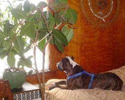 Takita mixed breed -  Maybe 5 years old